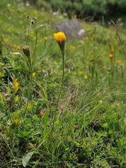 Scorzoneroides pyrenaica