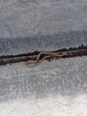 Tachymenis peruviana