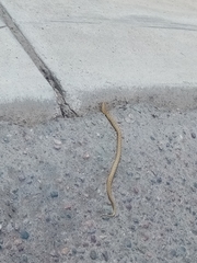 Tachymenis peruviana