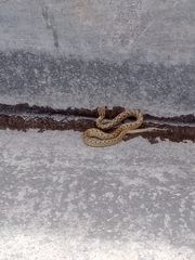 Tachymenis peruviana