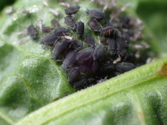 Aphis rumicis