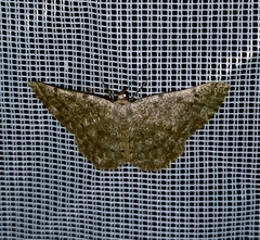 Dicrognophos sartata