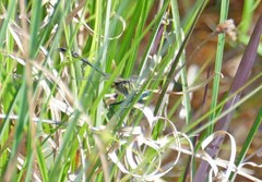 Phanogomphus australis