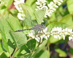 Phanogomphus australis