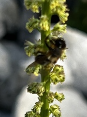 Andrena clarkella