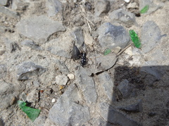 Aphantaulax trifasciata