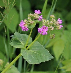 Mirabilis nyctaginea