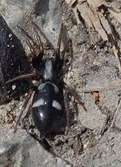 Aphantaulax trifasciata