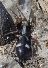Aphantaulax trifasciata