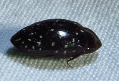 Chelonarium lecontei