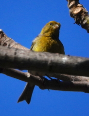 Serinus canaria canaria