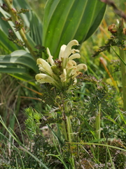 Pedicularis comosa comosa