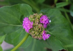 Mirabilis nyctaginea