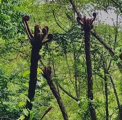 Sphaeropteris lepifera