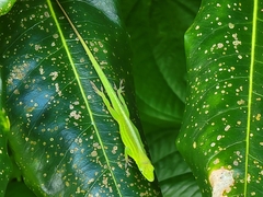 Anolis chlorocyanus
