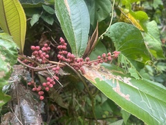 Miconia impetiolaris