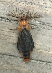 Phengodes plumosa