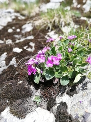 Primula hirsuta