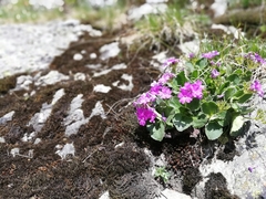 Primula hirsuta