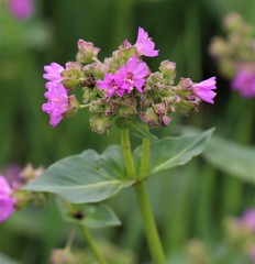 Mirabilis nyctaginea