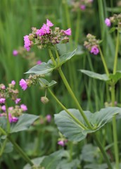 Mirabilis nyctaginea