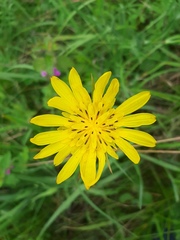 Tragopogon orientalis