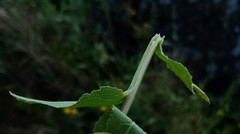 Campanula glomerata glomerata
