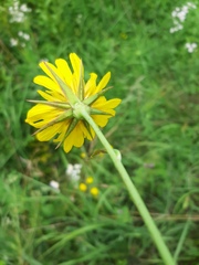 Tragopogon orientalis