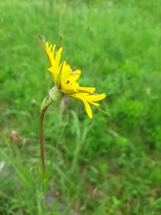 Tragopogon orientalis
