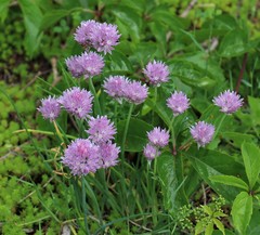 Allium schoenoprasum
