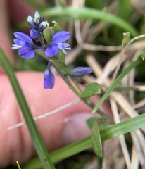 Polygala alpestris