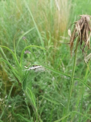 Tragopogon orientalis