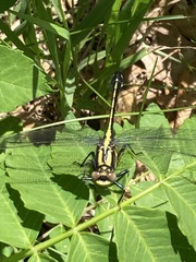 Gomphurus fraternus