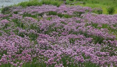 Allium schoenoprasum