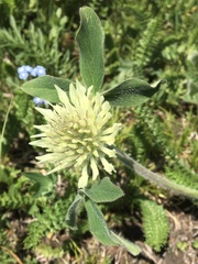 Trifolium ochroleucon