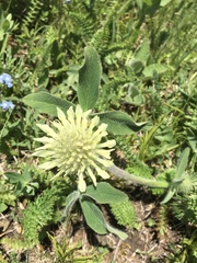 Trifolium ochroleucon