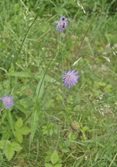 Knautia