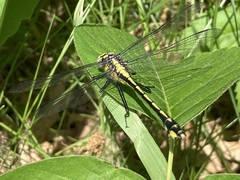 Gomphurus fraternus