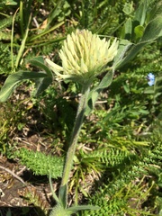 Trifolium ochroleucon