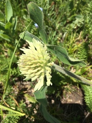 Trifolium ochroleucon