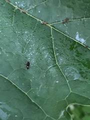 Microtechnites bractatus