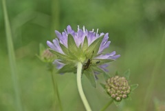 Knautia