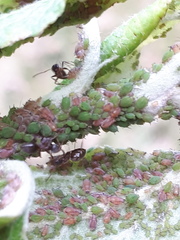 Dysaphis plantaginea