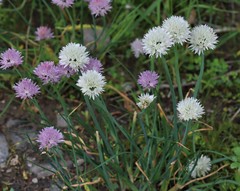 Allium schoenoprasum