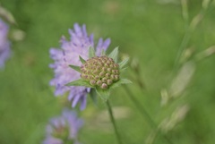 Knautia