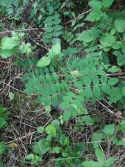 Astragalus glycyphyllos