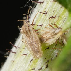 Elasmotropis testacea