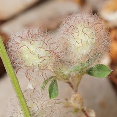 Trifolium pilulare