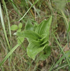 Epipactis helleborine