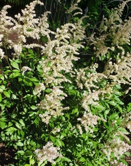 Astilbe japonica